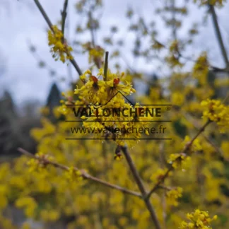 Nahaufnahme einer gelben Blüte von CORNUS mas 'Jolico'