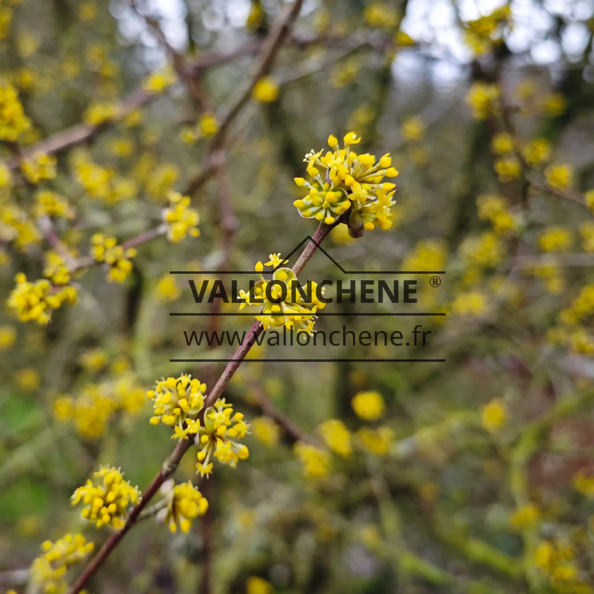 Yellow flowers of CORNUS mas 'Variegata' in February