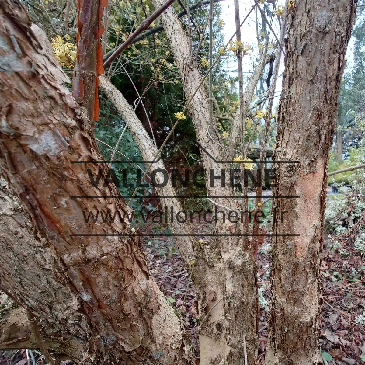 Rinde von CORNUS officinalis im Winter