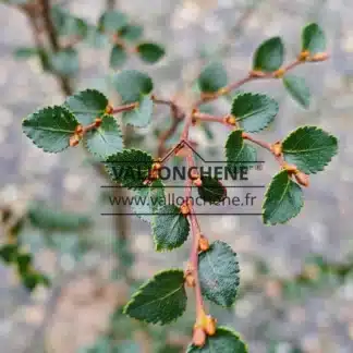 Nahaufnahme der grünen Blätter und der kupferfarbenen Knospen von NOTHOFAGUS betuloides