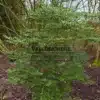 A specimen of 1.80 m and a dozen years old of NOTHOFAGUS betuloides in the Vallonchêne Garden A specimen of 1.80 m and a dozen years old of NOTHOFAGUS betuloides in the Vallonchêne Garden