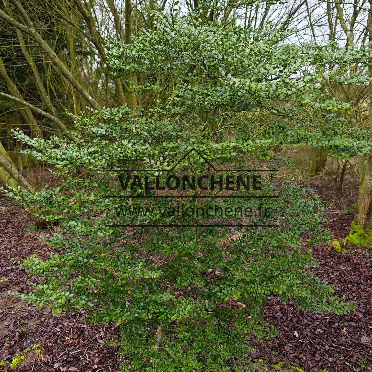 Un exemplaire de 1,80 m et d'une douzaine d'années du NOTHOFAGUS betuloides dans le Jardin de Vallonchêne