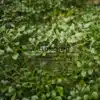 Hundreds of tiny leaves of NOTHOFAGUS betuloides Hundreds of tiny leaves of NOTHOFAGUS betuloides