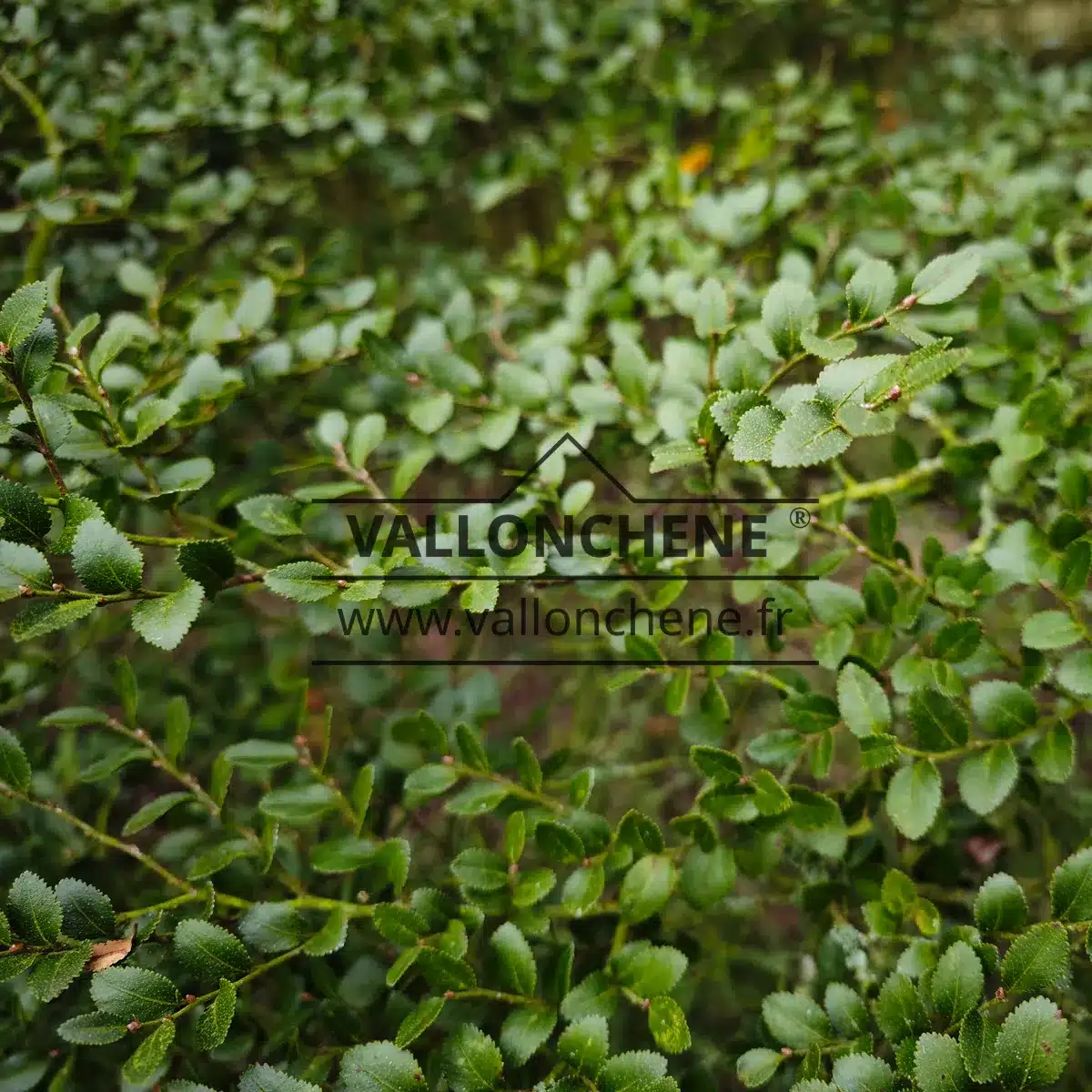 Hundreds of tiny leaves of NOTHOFAGUS betuloides