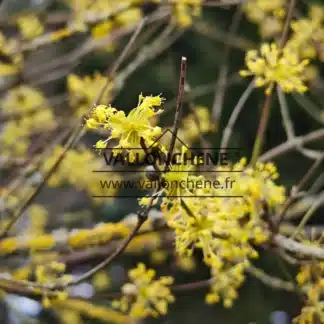 Nahaufnahme der gelben Blüten von CORNUS officinalis mitten im Winter