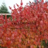 Feuillage flamboyant en automne du CORNUS officinalis Feuillage flamboyant en automne du CORNUS officinalis