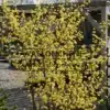 Vue générale sur un CORNUS officinalis en pleine floraison hivernale Vue générale sur un CORNUS officinalis en pleine floraison hivernale