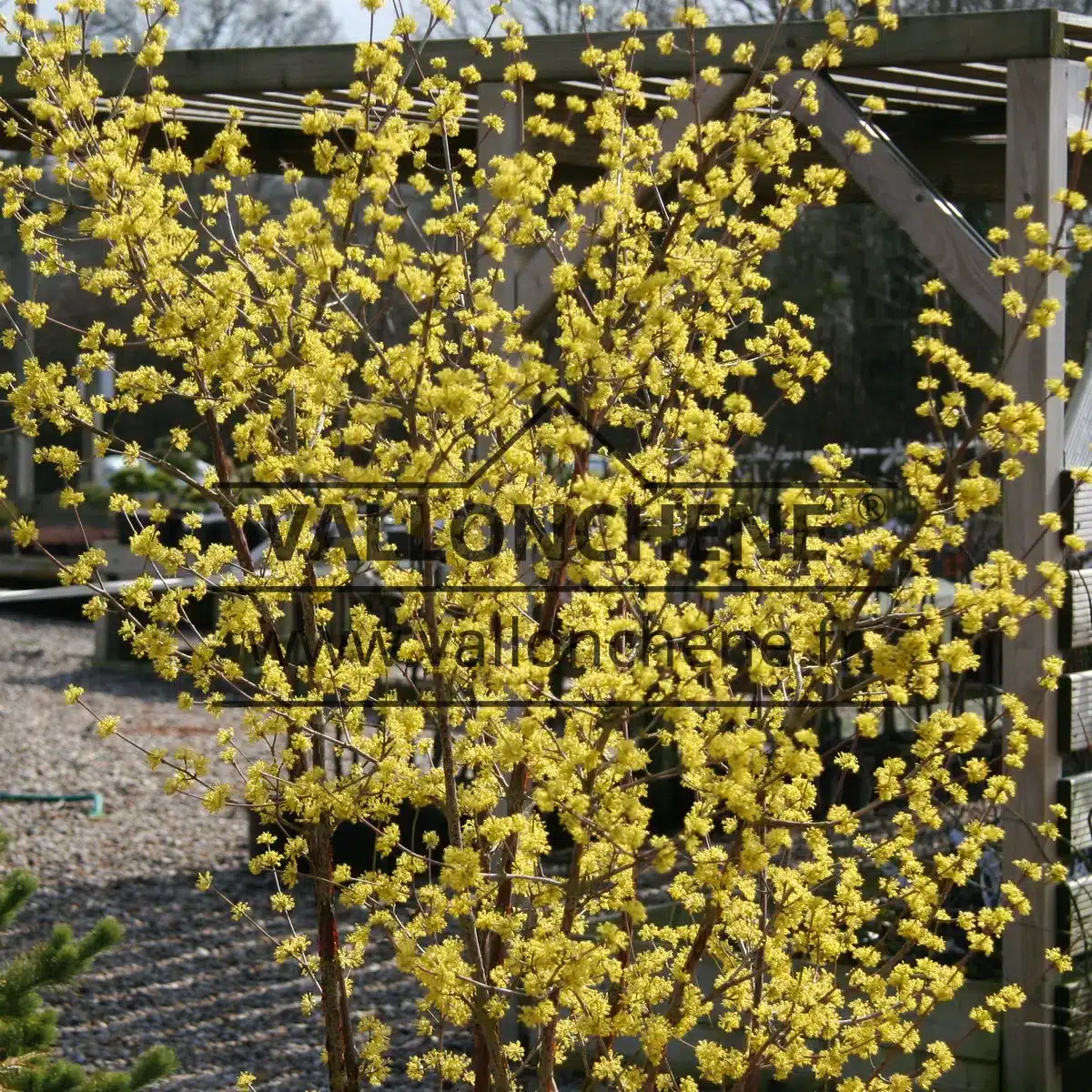 Vue générale sur un CORNUS officinalis en pleine floraison hivernale