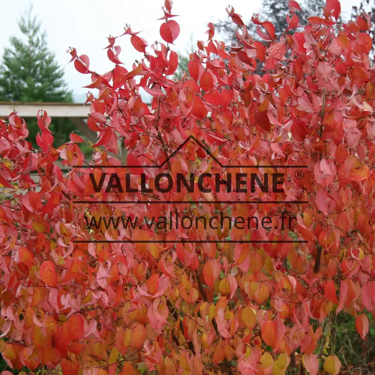 Flamboyant foliage in autumn of CORNUS officinalis