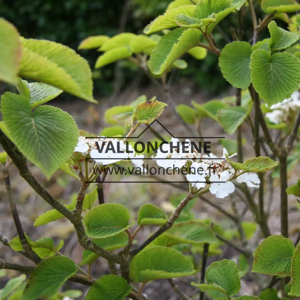El VIBURNUM furcatum al final de su floración, con su encantador follaje verde y arrugado.