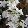 Gros plan sur le fleurs blanches du VIBURNUM furcatum Gros plan sur le fleurs blanches du VIBURNUM furcatum