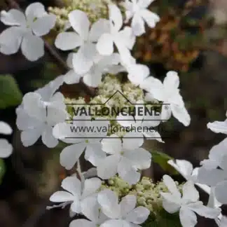 Primer plano de las flores blancas del VIBURNUM furcatum.