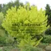 Un ACER platanoides 'Princeton Gold' de quince años, bañado en un mar de hojas amarillas Un ACER platanoides 'Princeton Gold' de quince años, bañado en un mar de hojas amarillas