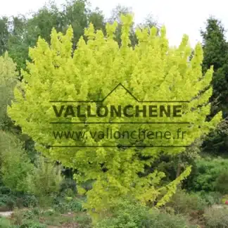 Sujet d'une quinzaine d'année de l'ACER platanoides 'Princeton Gold' avec son feuillage d'un jaune lumineux