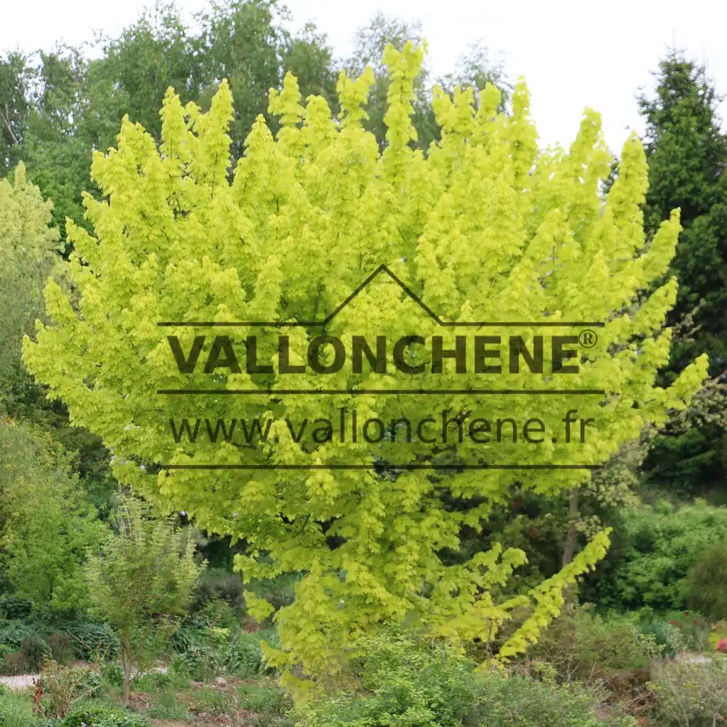 Exemplar von etwa fünfzehn Jahren eines ACER platanoides 'Princeton Gold' mit seinem leuchtend gelben Laub