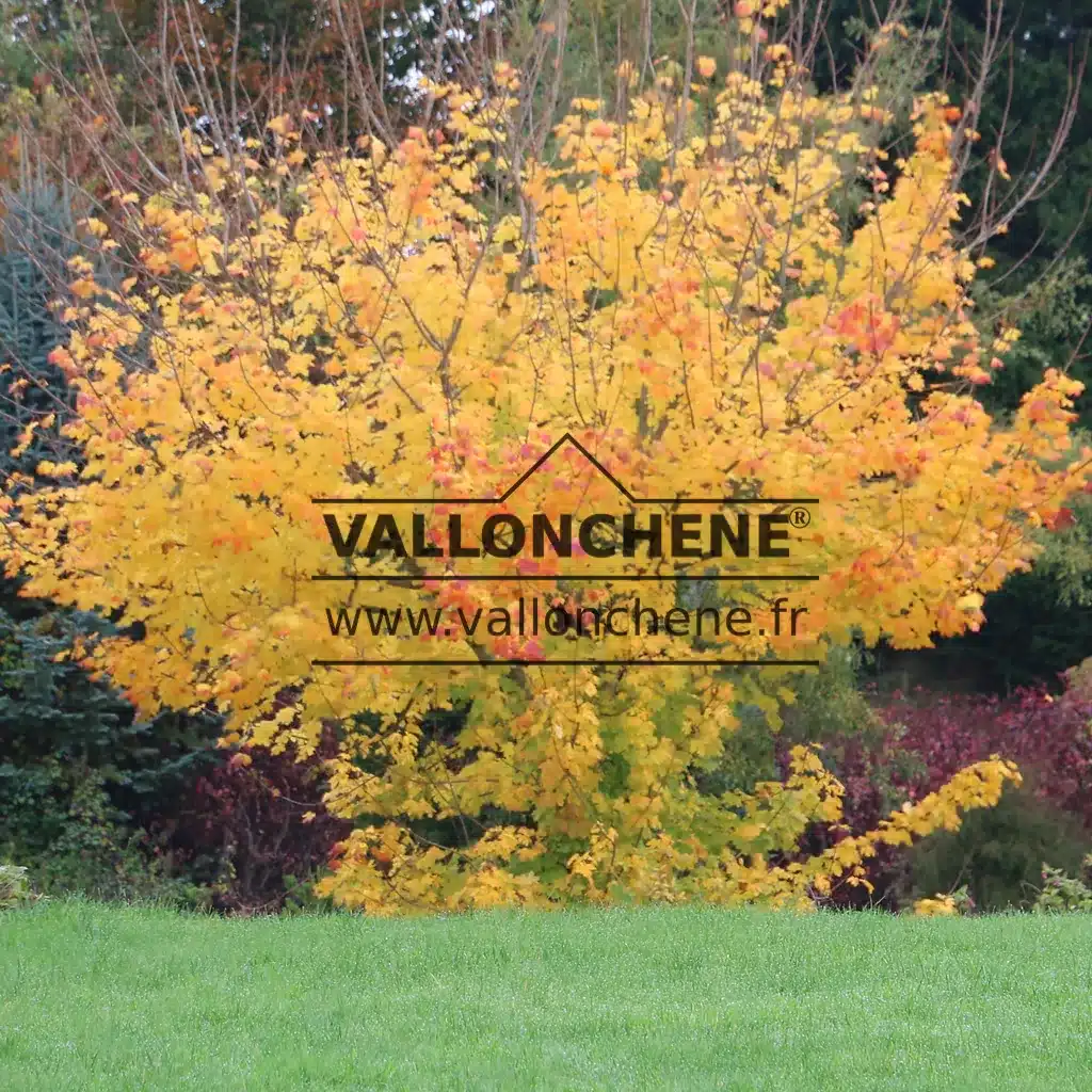 Flamboyant autumn colors of ACER platanoides 'Princeton Gold'