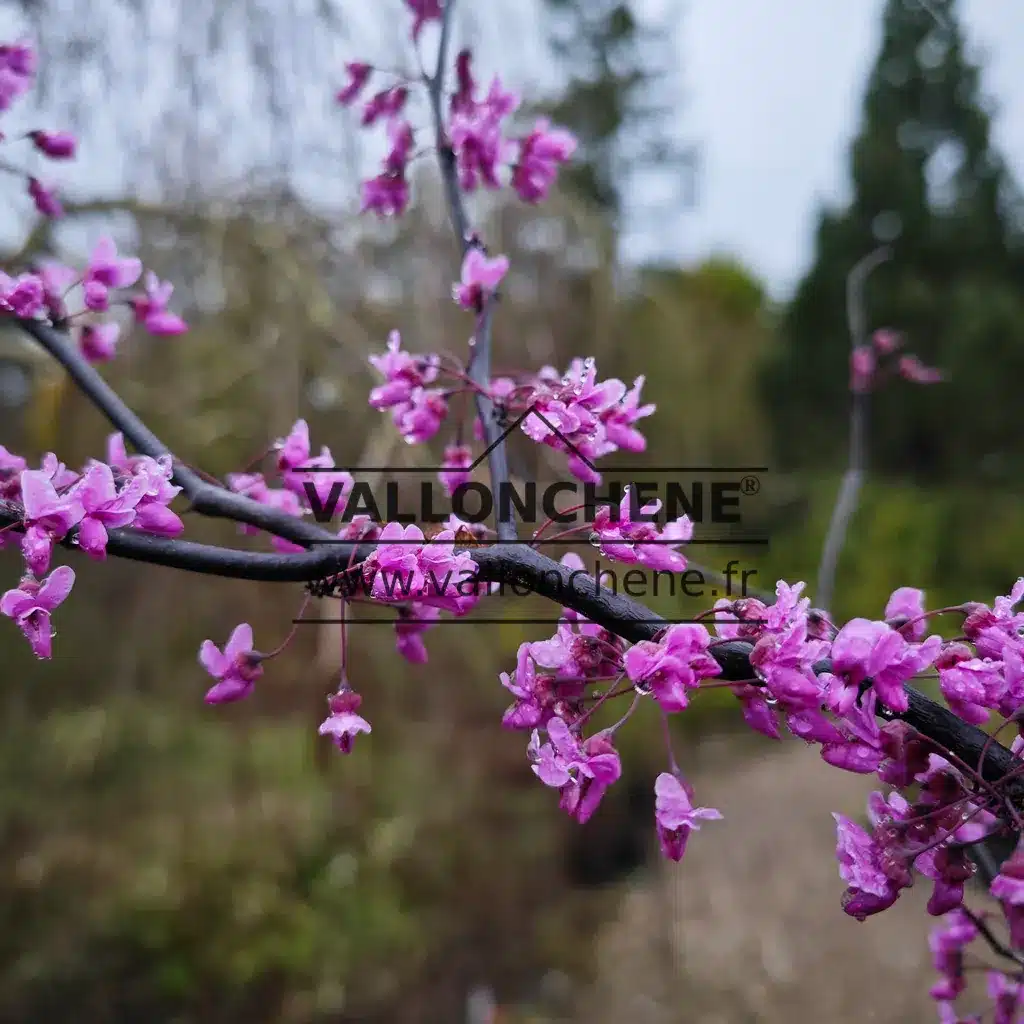 Pink flowers on the bare wood of CERCIS canadensis 'Forest Pansy' in March