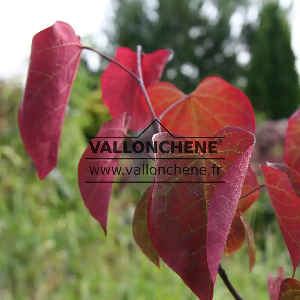 Red foliage of CERCIS canadensis 'Forest Pansy'