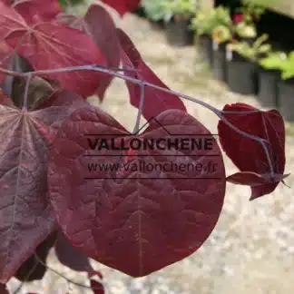Rote Blätter von CERCIS canadensis 'Forest Pansy'