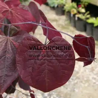 Feuilles rouges du CERCIS canadensis 'Forest Pansy'