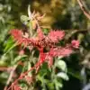Brotes rosados de KOELREUTERIA paniculata 'Coral Sun'