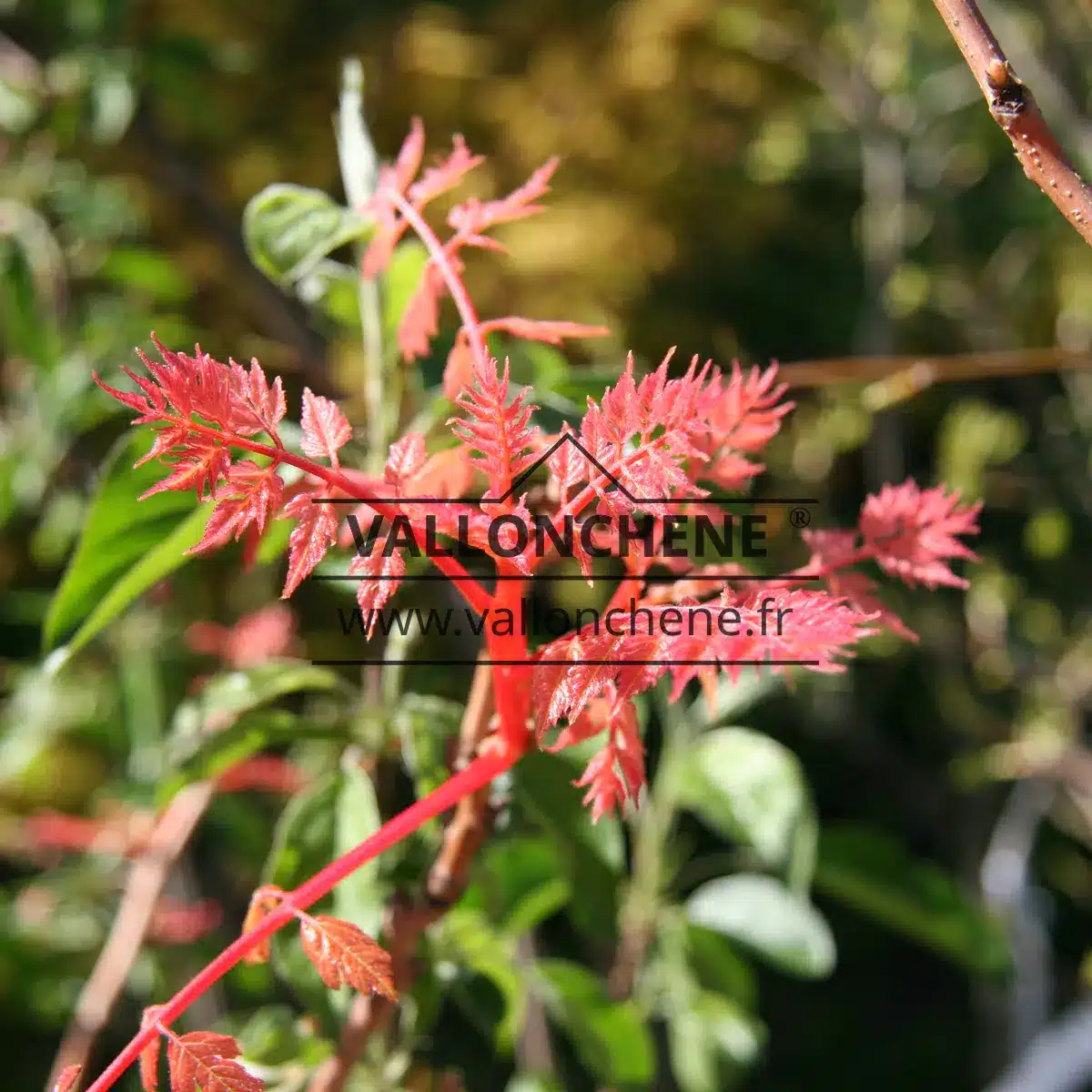 Pink shoots of KOELREUTERIA panicula 'Coral Sun'