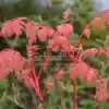 Follaje rosado de la KOELREUTERIA paniculata 'Coral Sun' a principios de primavera
