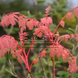 Rosafarbenes Laub von KOELREUTERIA paniculata 'Coral Sun' im zeitigen Frühjahr