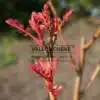 Brotes rosados de KOELREUTERIA paniculata 'Coral Sun'