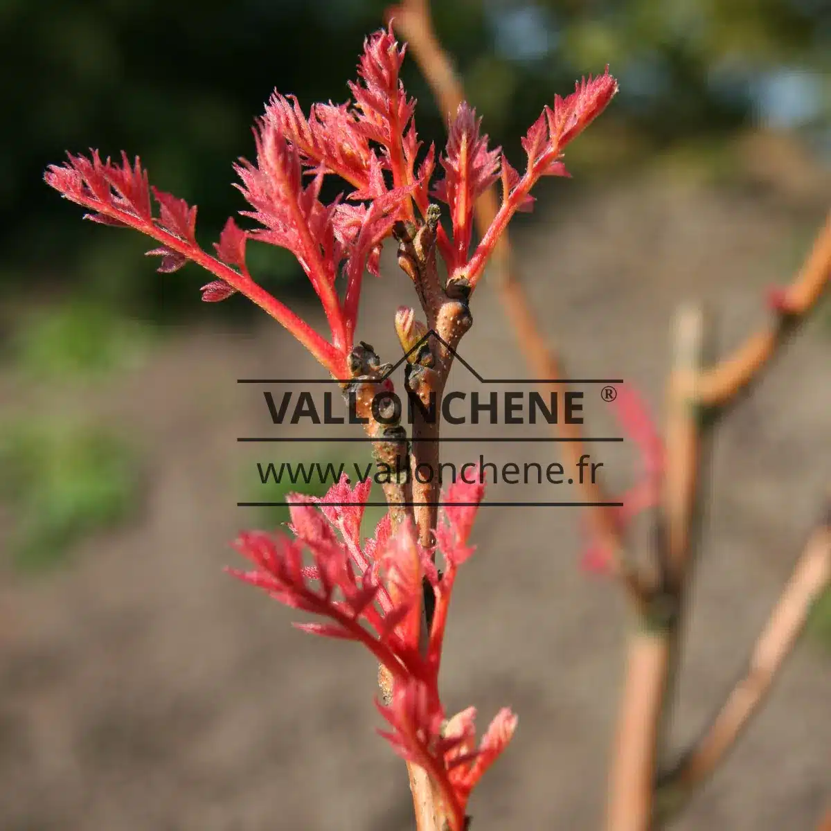 Pink shoots of KOELREUTERIA panicula 'Coral Sun'