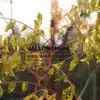 KOELREUTERIA paniculata 'Coral Sun' con su follaje en transición del rosa al verde