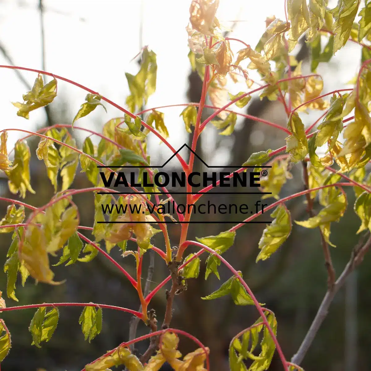 KOELREUTERIA paniculata 'Coral Sun' with its foliage transitioning from pink to green