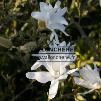 Gros plan sur une fleur blanche de MAGNOLIA stellata