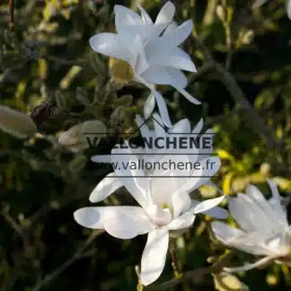 Close-up of a white flower of MAGNOLIA stellata