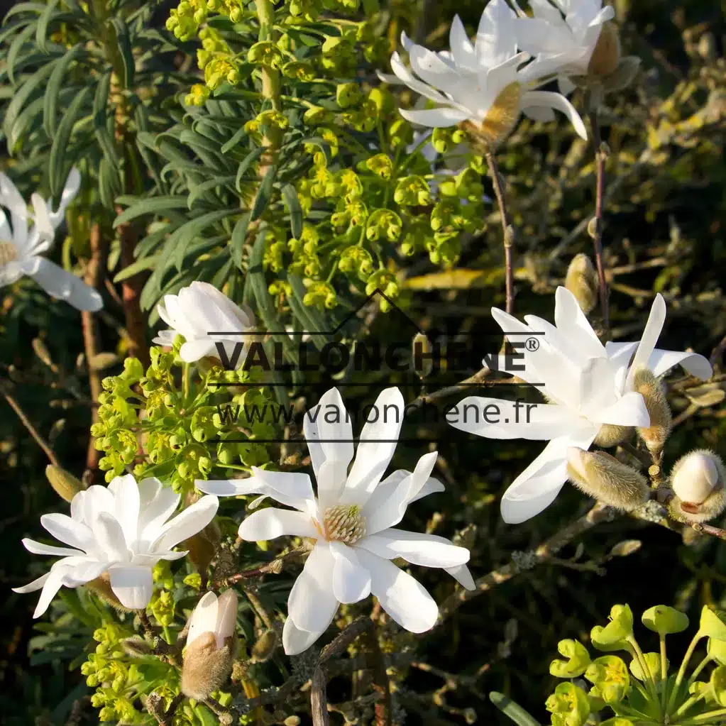 Nahaufnahme der weißen Blüten von MAGNOLIA stellata