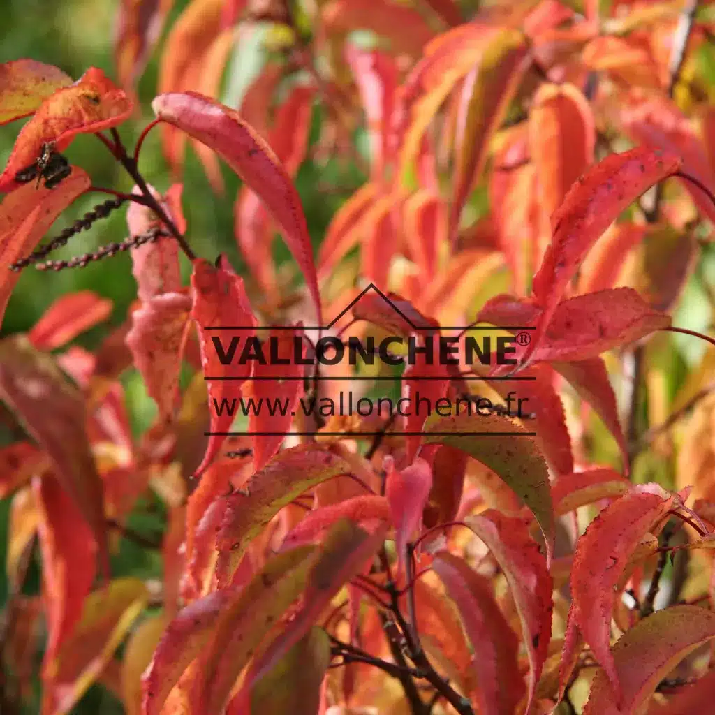 Flamboyant autumn foliage of Stachyurus praecox in October