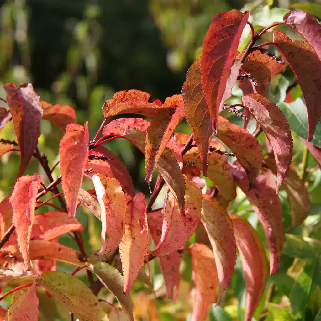 Laub von Stachyurus praecox mit seinen Herbstfarben