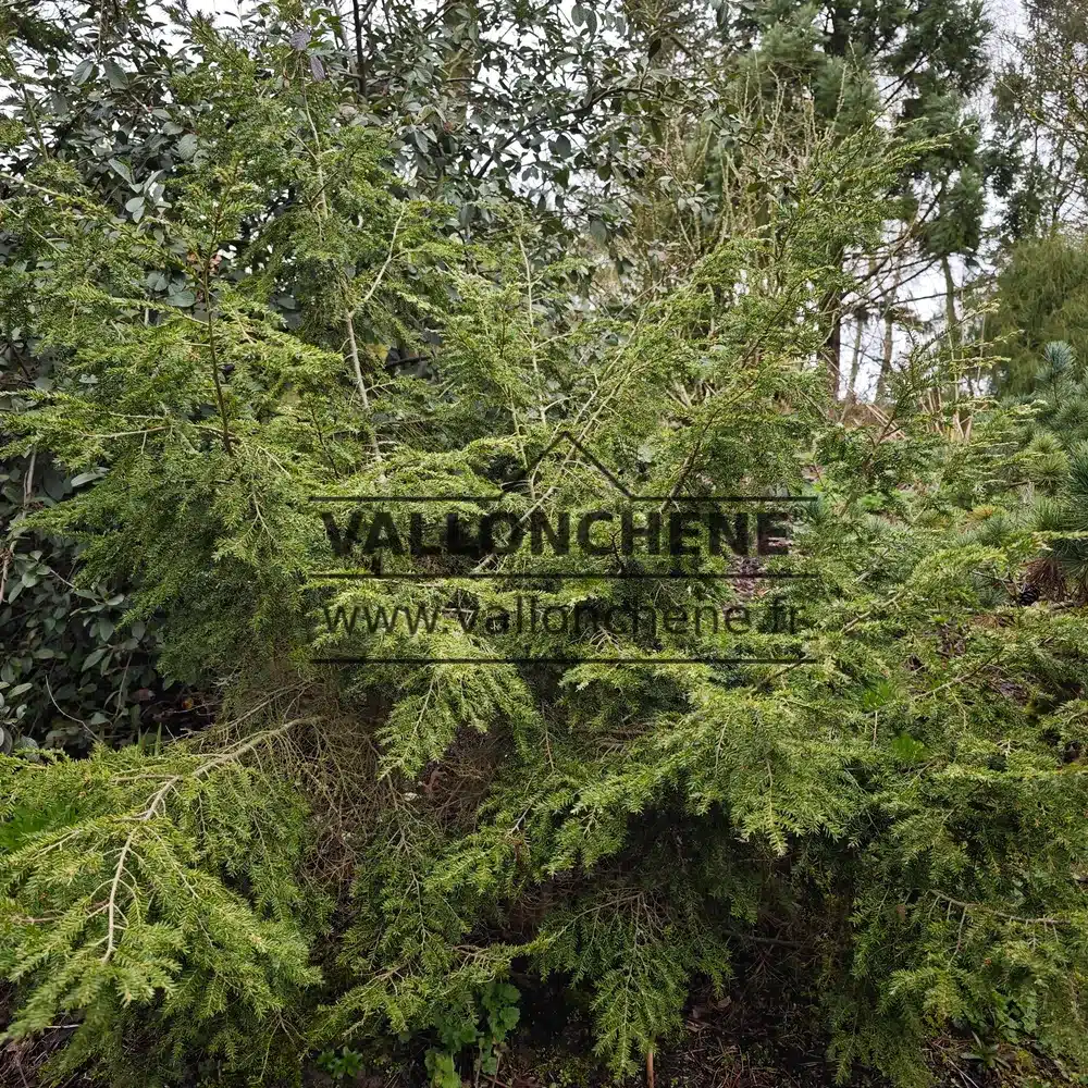 A specimen of TSUGA canadensis 'Gentsch White' in winter with a height of approximately 1.5 m and 12 years old.