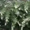 Gros plan sur les pousses blanches et le feuillage vert du TSUGA canadensis 'Gentsch White' Gros plan sur les pousses blanches et le feuillage vert du TSUGA canadensis 'Gentsch White'