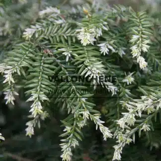 Nahaufnahme der weißen Triebe und grünen Blätter von TSUGA canadensis 'Gentsch White'