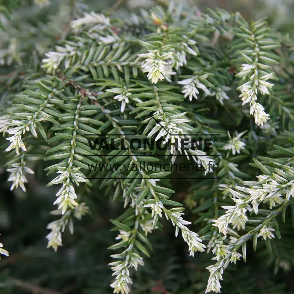 Gros plan sur les pousses blanches et le feuillage vert du TSUGA canadensis 'Gentsch White'