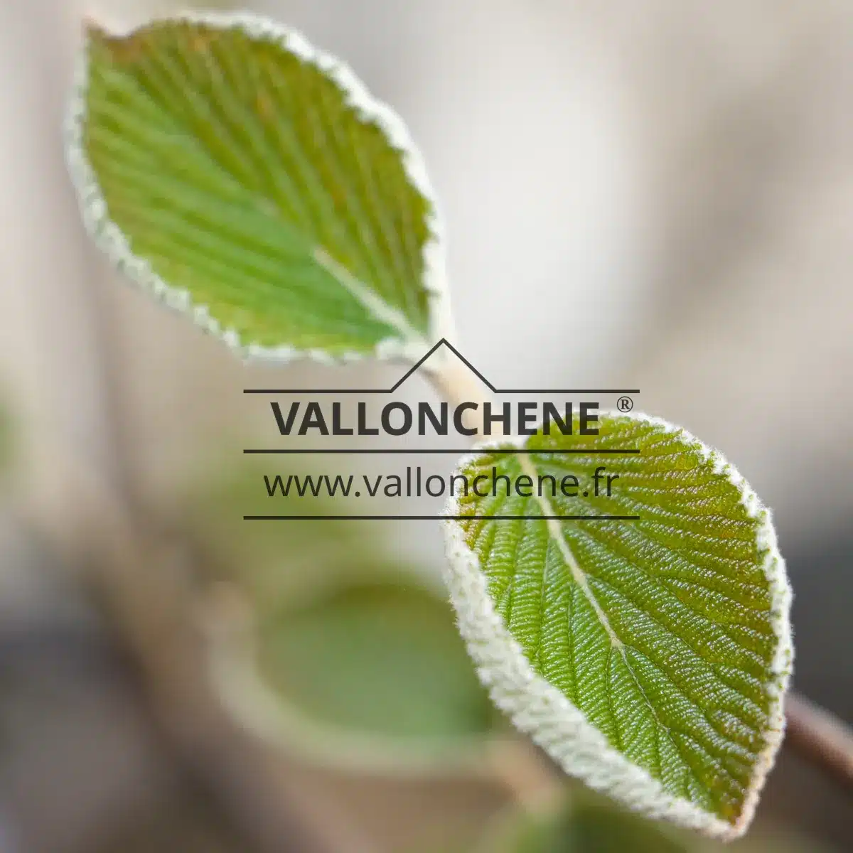 Feuillage gaufré d'un vert tendre avec son duvet blanc lors du débourrement du VIBURNUM furcatum