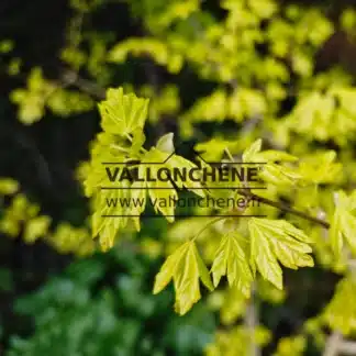 Gelbe Blätter von ACER campestris 'Postelense' im Frühling