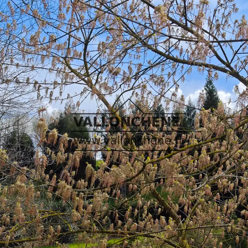 ACER negundo 'Kelly's Gold' covered in hundreds of flowers in spring