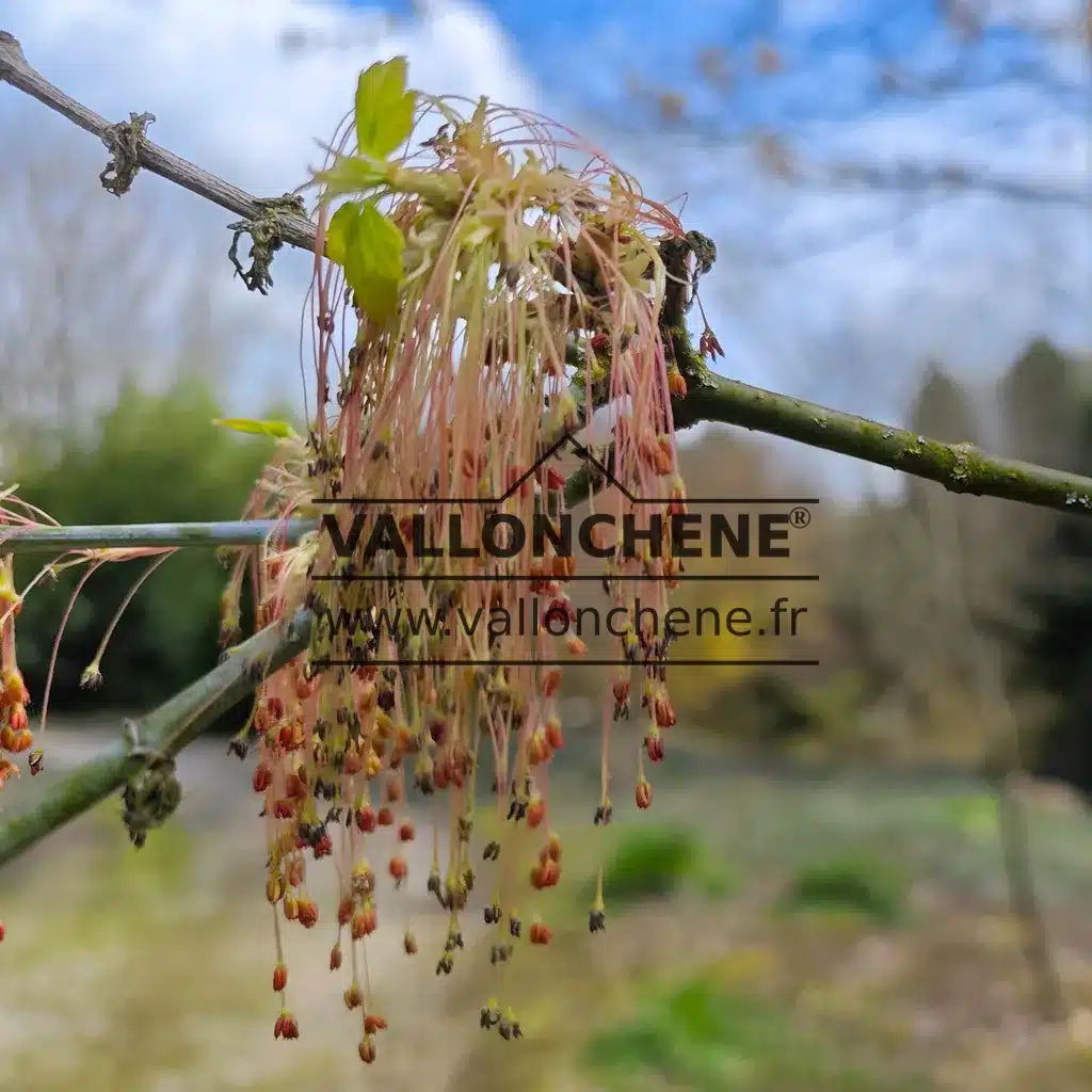 Gros plan des fleurs très élégantes et singulières de l'ACER negundo 'Kelly's Gold'