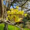 Macrofotografía de una flor de ACER platanoides 'Princeton Gold' Macrofotografía de una flor de ACER platanoides 'Princeton Gold'