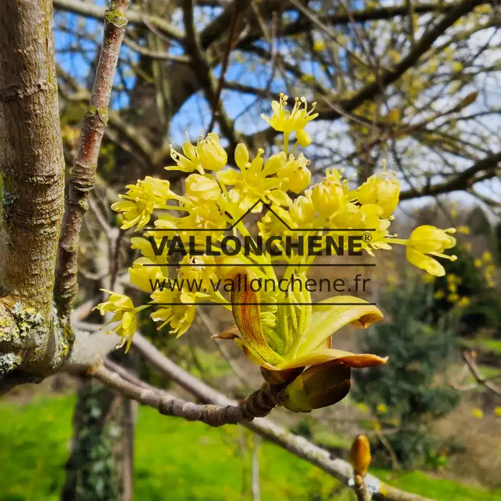 Gelbe Blüten von ACER platanoides 'Princeton Gold'