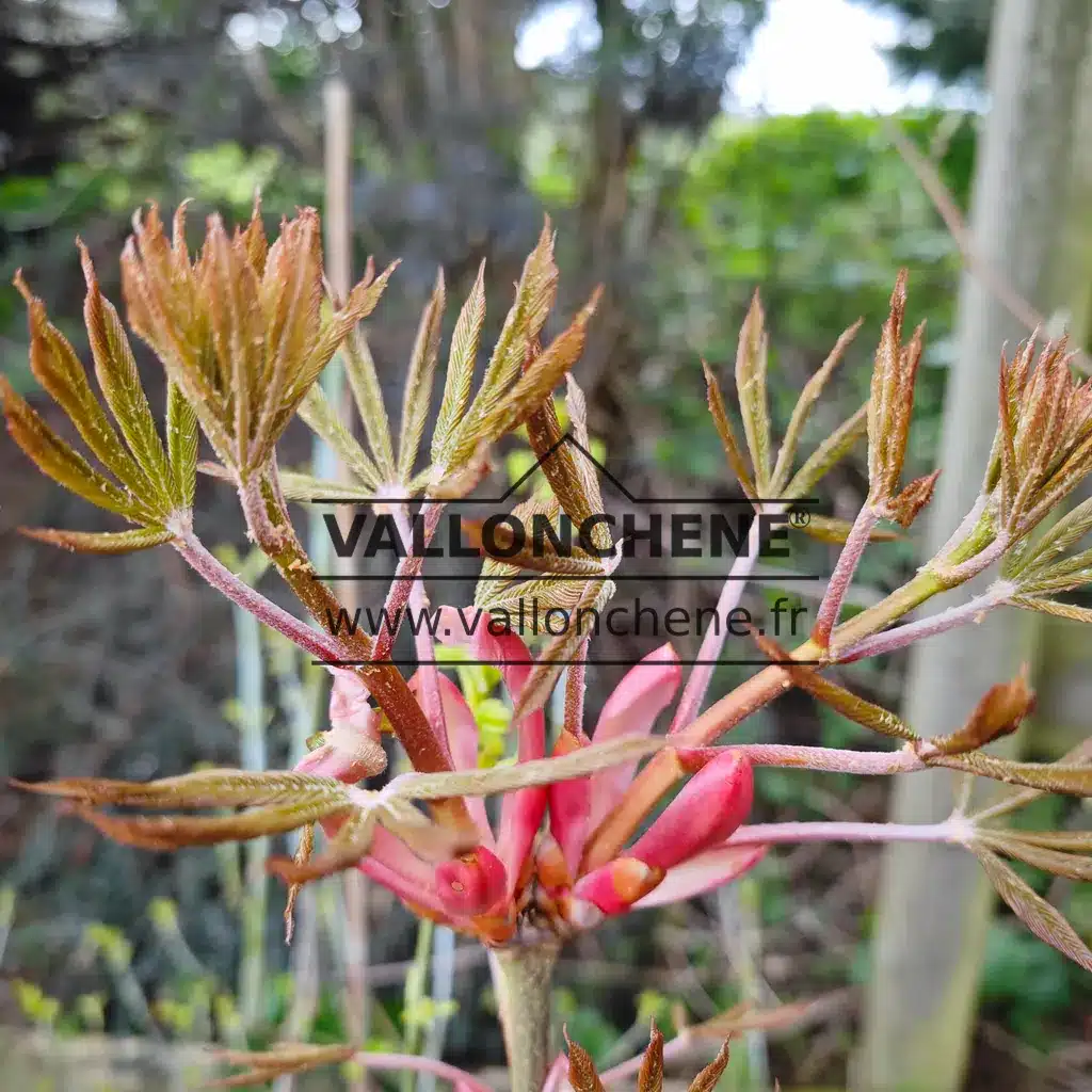 Shoots of AESCULUS pavia 'Atrosanguinea'