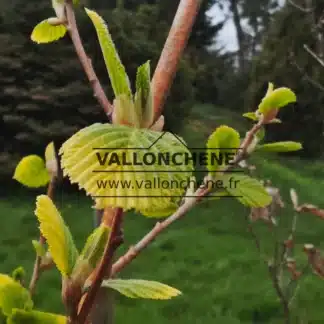 Gelbe Blätter und orangefarbenes Holz von ALNUS incana 'Aurea' während des Knospenaufbruchs