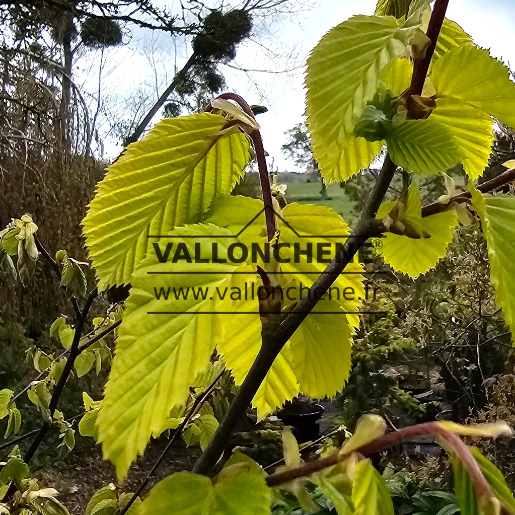 Nahaufnahme des gelben Laubs von CARPINUS x betulus 'Williamson's Gold'